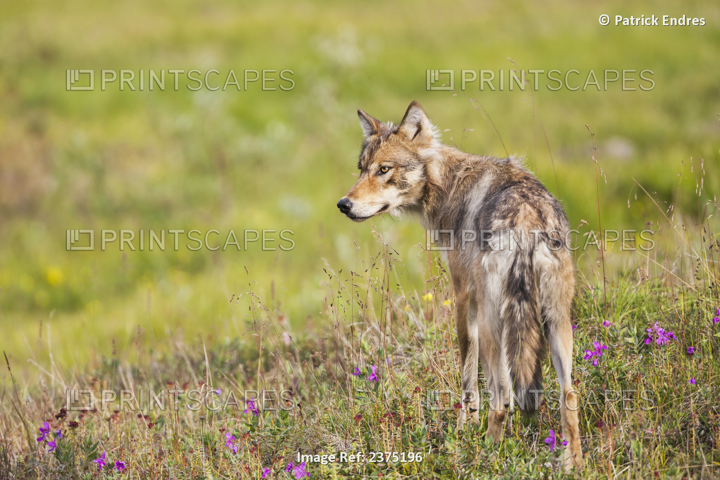 Wolf From The Grant Creek Pack Forages Along The Denali Park Road, Denali ...