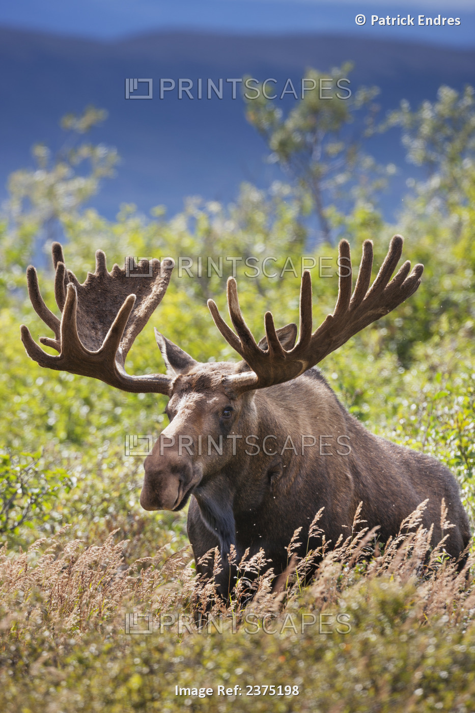 Large Bull Moose In Velvet Antlers Feeds On The Summer Tundra Vegetation Of ...