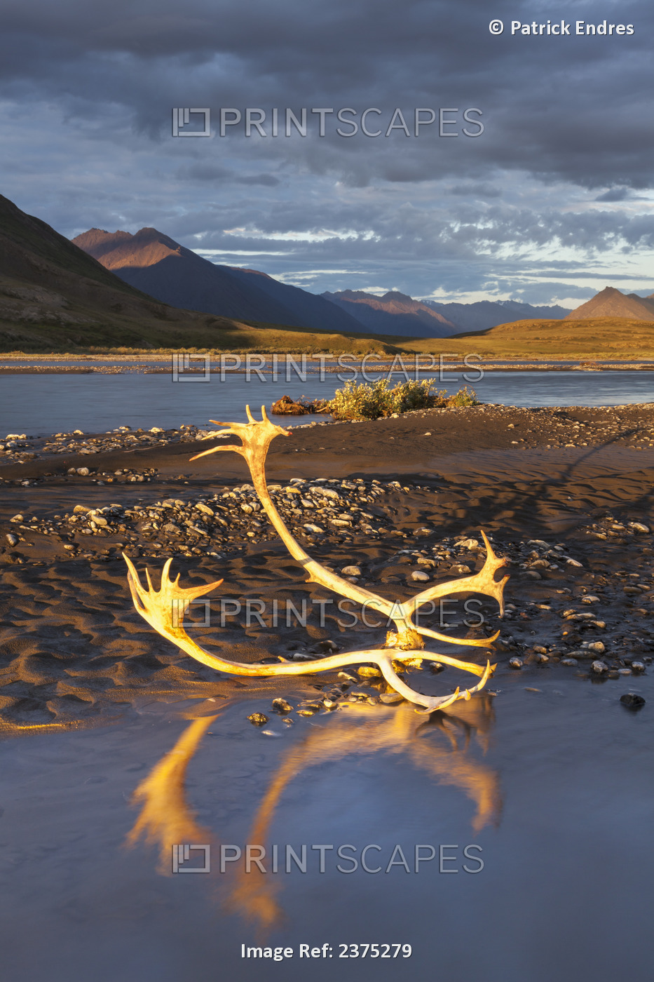 Caribou Antlers In The Golden Light Of The Midnight Sun On The Canning River, ...