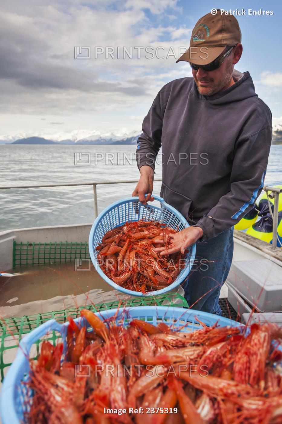 Fisherman Holds Baskets Of Live Spot Shrimp Or Sometimes Called Alaska Prawns, ...