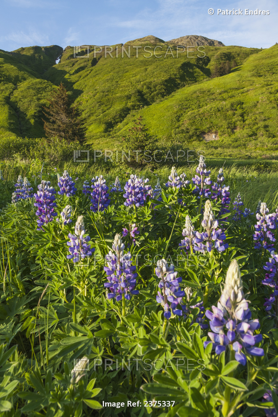 Summer Meadow Landscape Of Lupine Wildflowers On Kodiak Island, Alaska.