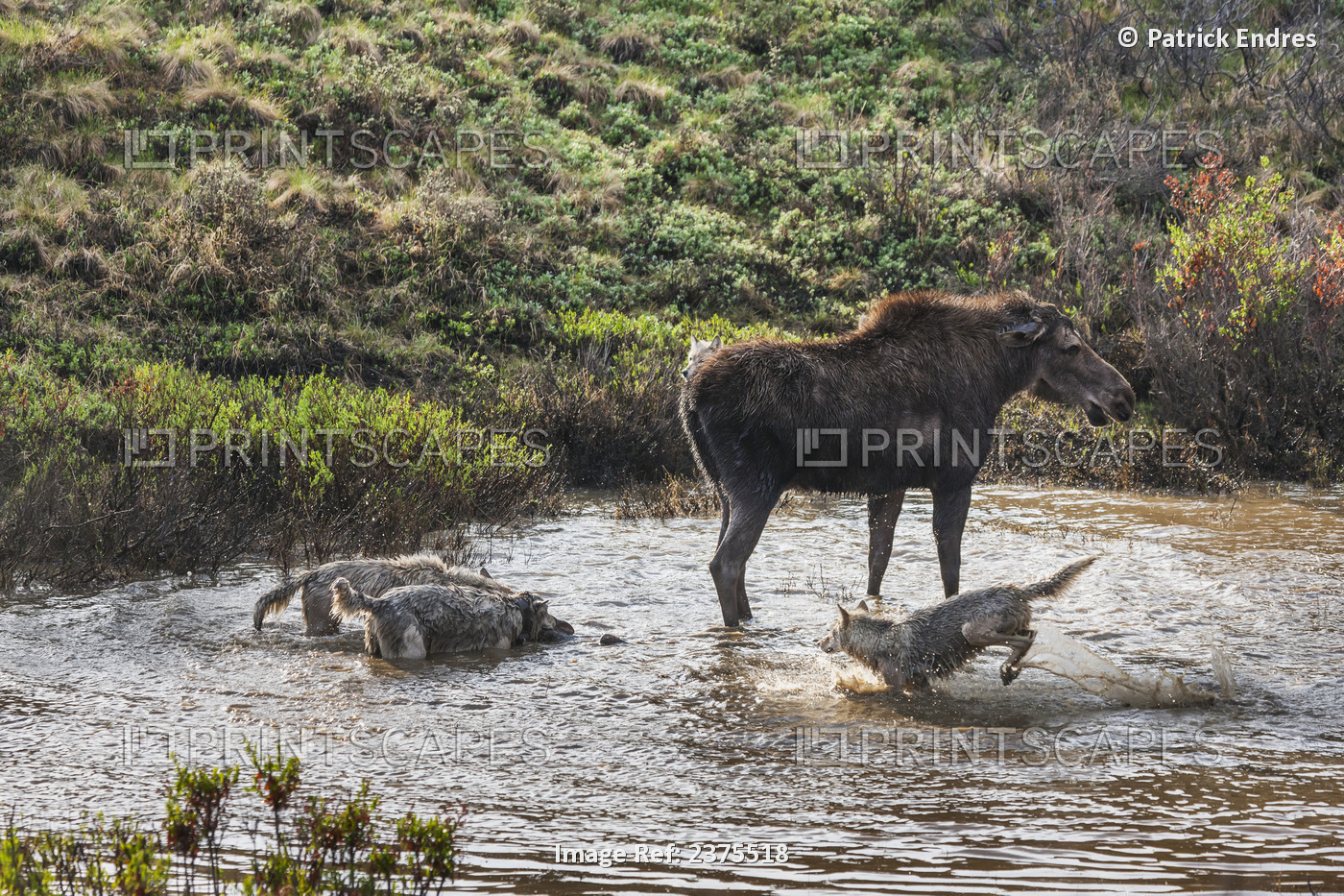 Cow Moose Defends Her Newly Born Calf From The Grant Creek Wolf Pack Who Attack ...