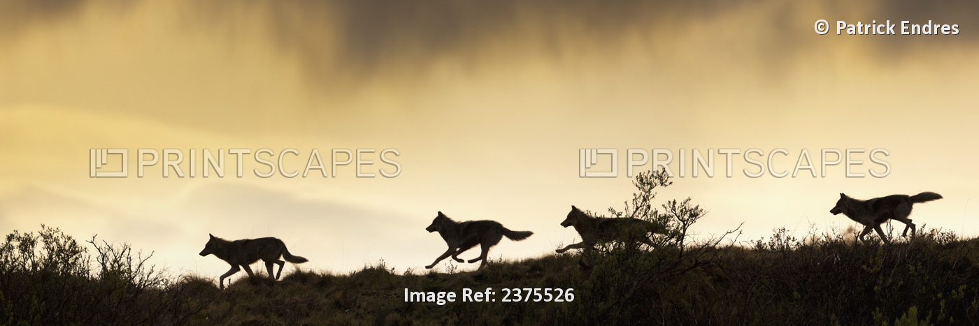 Composite: Panorama Silhouette Of A Gray Wolf Running Across A Mountain Ridge ...