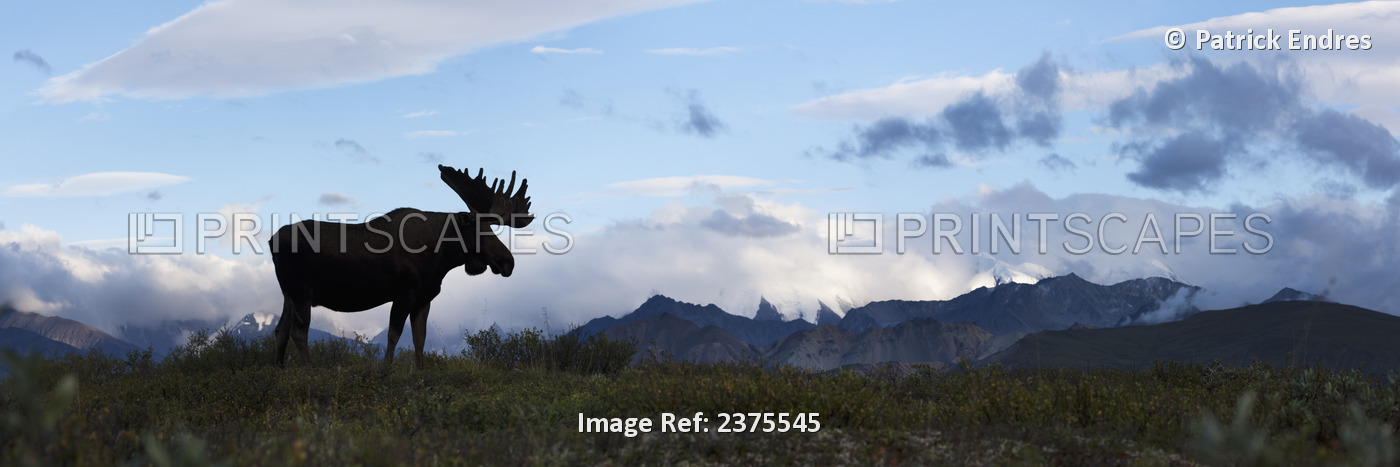 Large Bull Moose In Velvet Antlers Stands Silhouetted On The Summer Tundra, ...