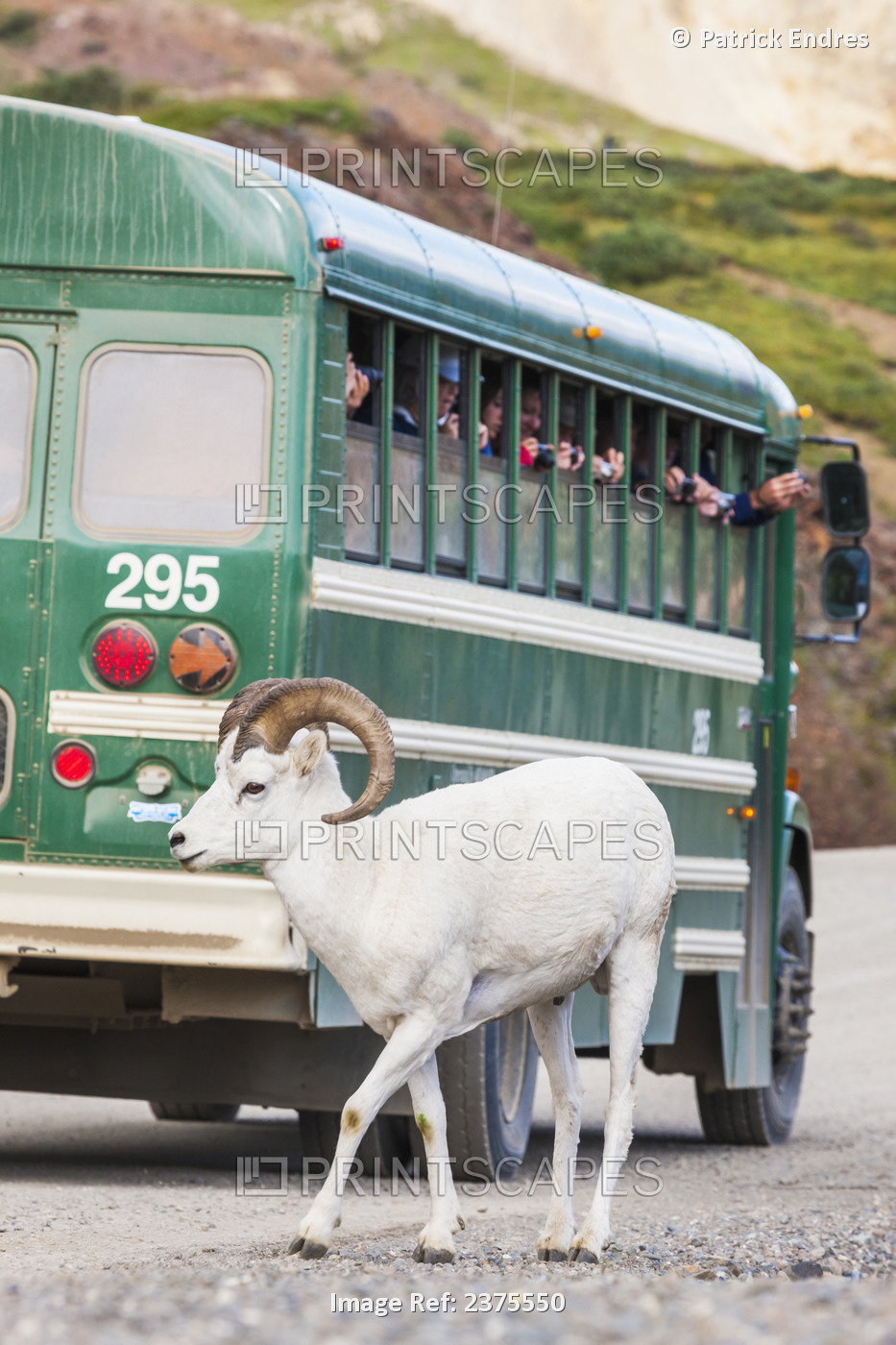 Visitors In A Denali Park Shuttle Bus View And Photograph Dall Sheep In ...