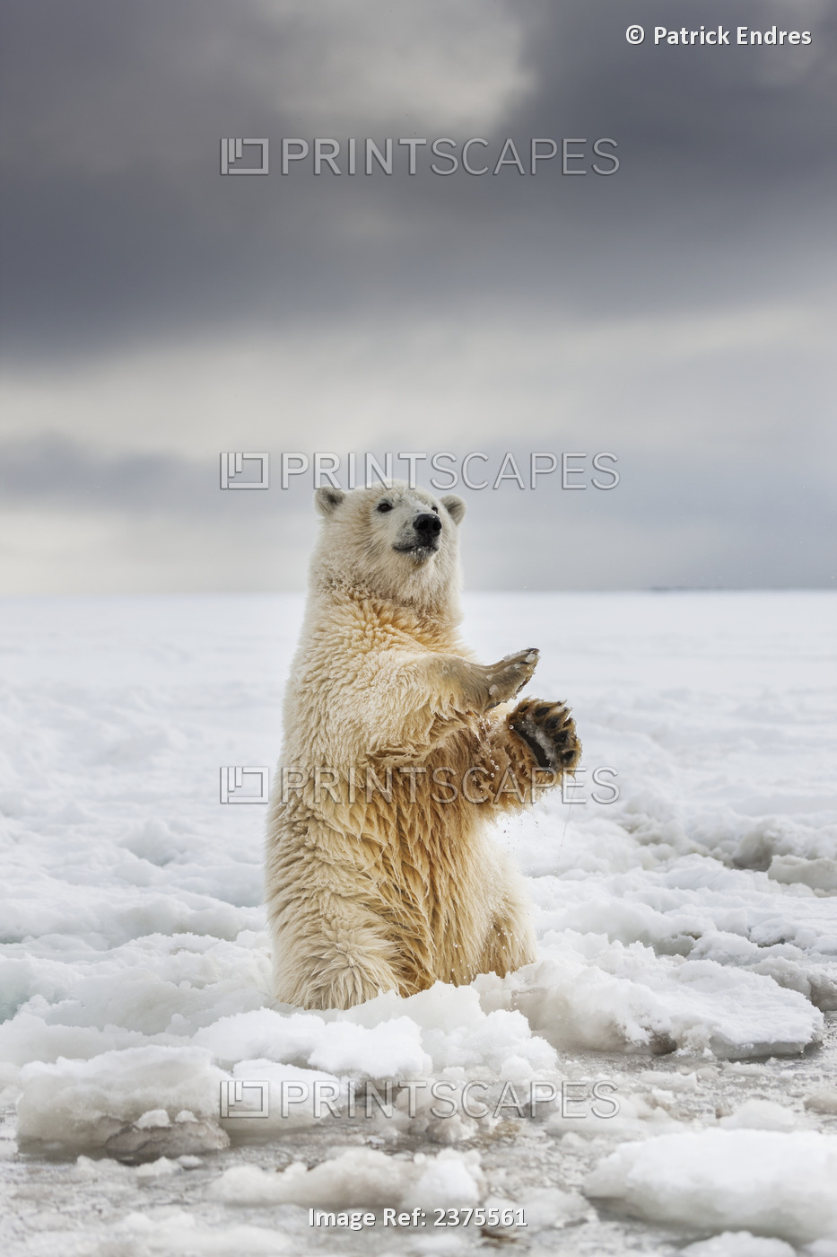 Polar Bear Cub Sits Upright On Its Hind Legs Along The Snowy Shore Of A Barrier ...