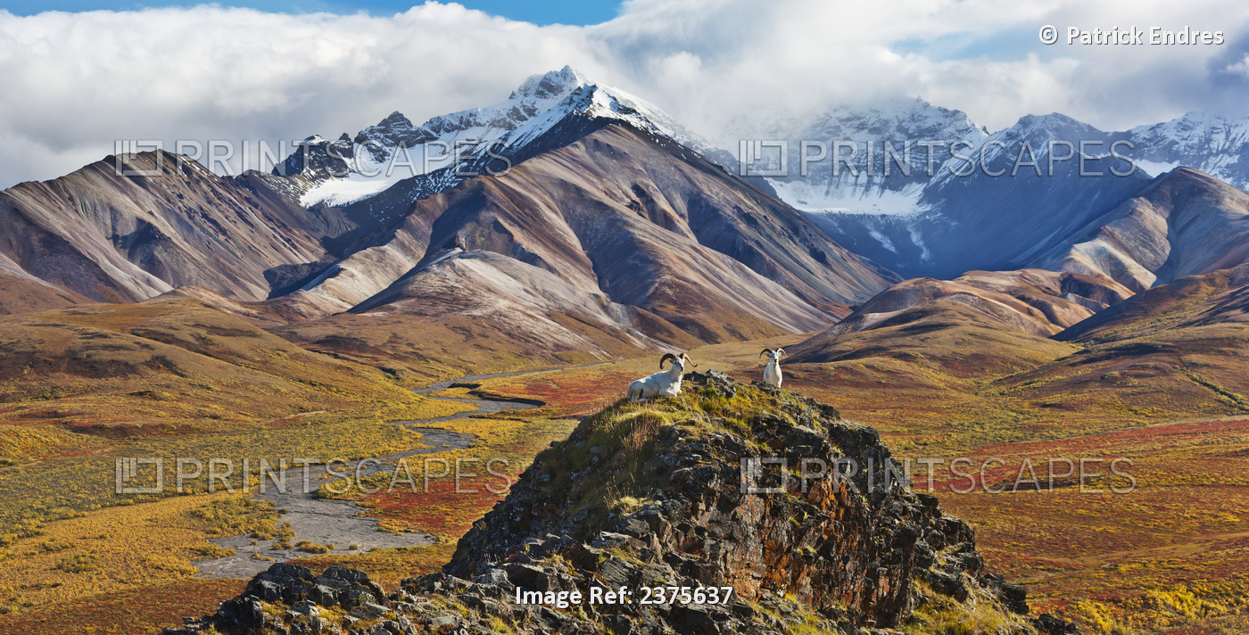 Dall Sheep Rams Rest On A Mountain Ridge In Polychrome Pass In Autumn Flanked ...