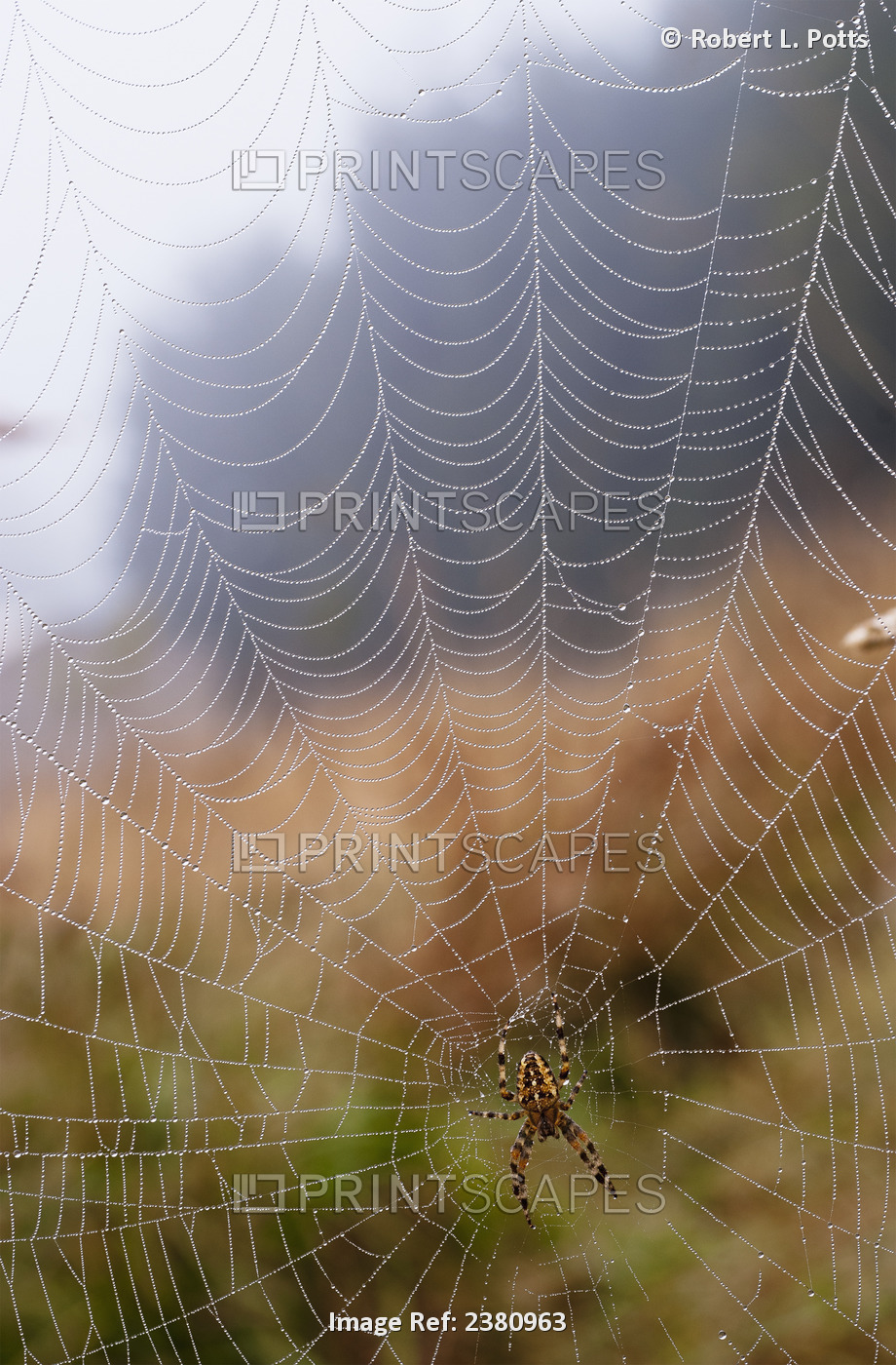 A European Garden Spider Waits In Her Web; Astoria, Oregon, United States Of ...