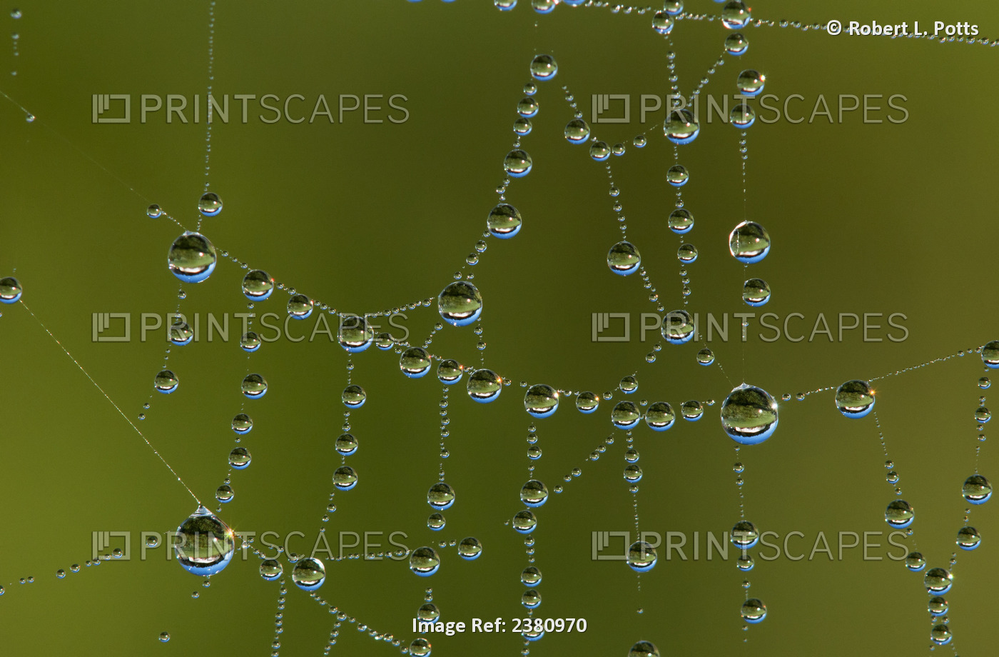 A Spider's Web Catches Dew; Astoria, Oregon, United States Of America