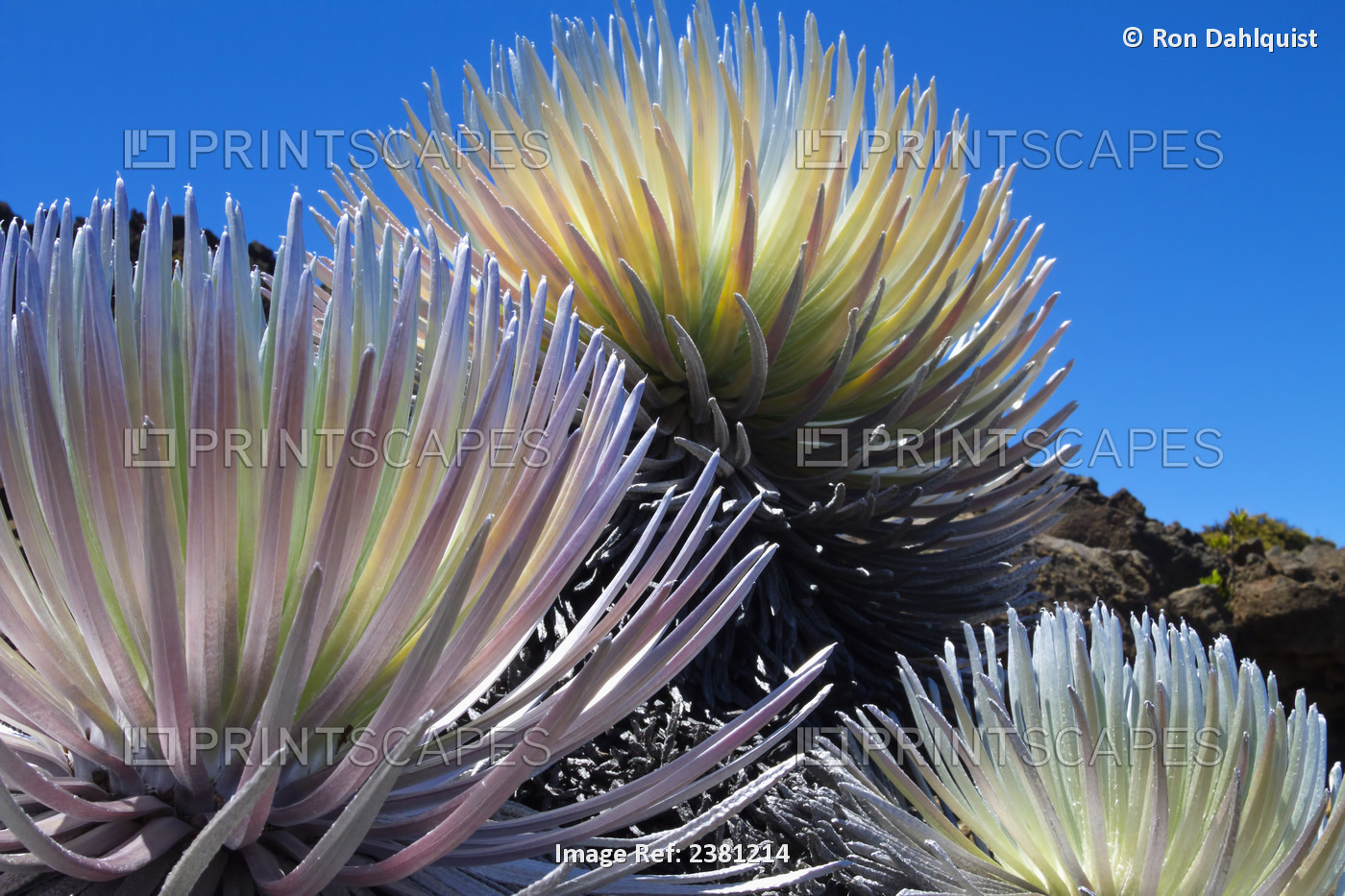 Silversword (Ahinahina) Growing On The Side Of Haleakala Crater; Maui, Hawaii, ...