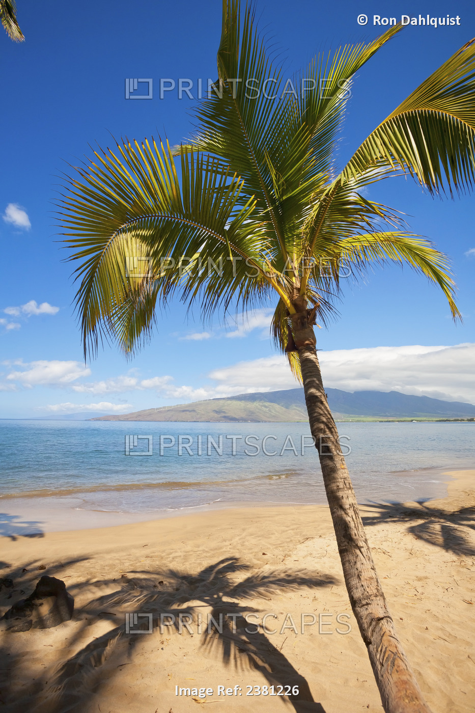 Palm Tree With West Maui Mountains In Distance; Kihei, Maui, Hawaii, United ...