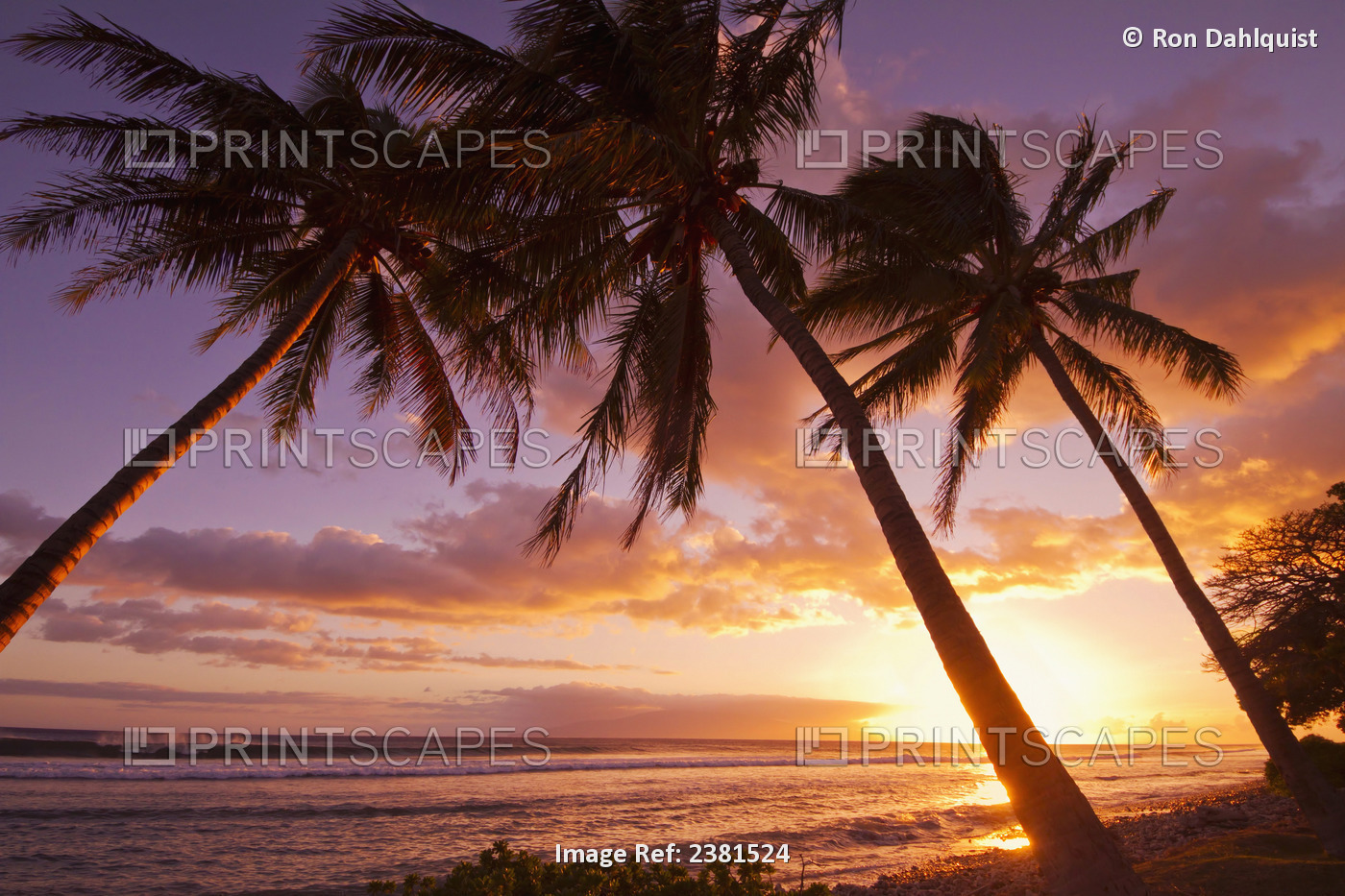 Palm Trees At Sunset; Olowalu, Maui, Hawaii, United States Of America