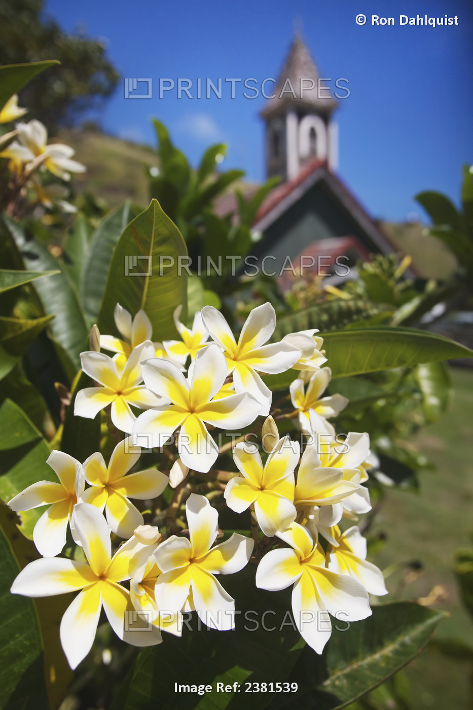 Plumerias In Front Of The Hawaiian Congregational Church; Kahakuloa, Maui, ...