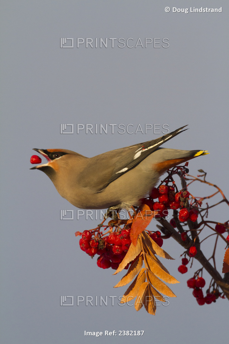 Bohemian Waxwing Perches To Eat In Colorful Mountain Ash Berries In Winter In ...