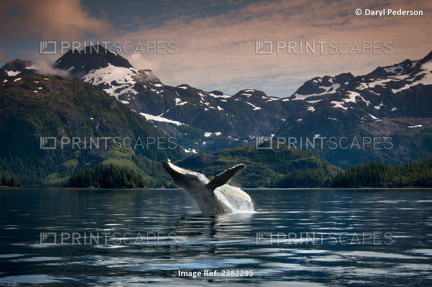 Composite Breaching Humpback Whale In Prince William Sound, Southcentral ...