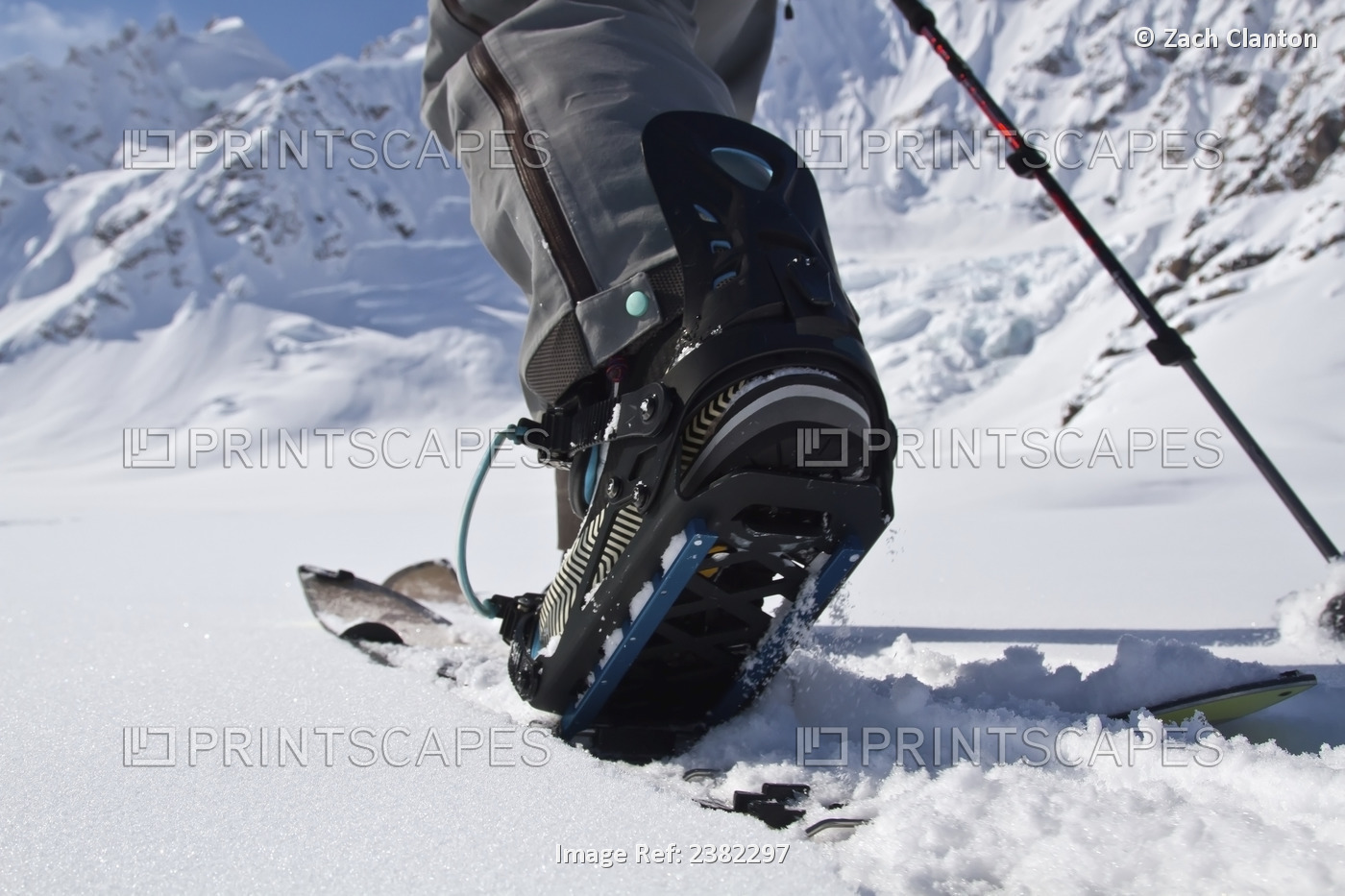 Backcountry Skier Skinning In The Tordrillo Mountains With A Splitboard ...