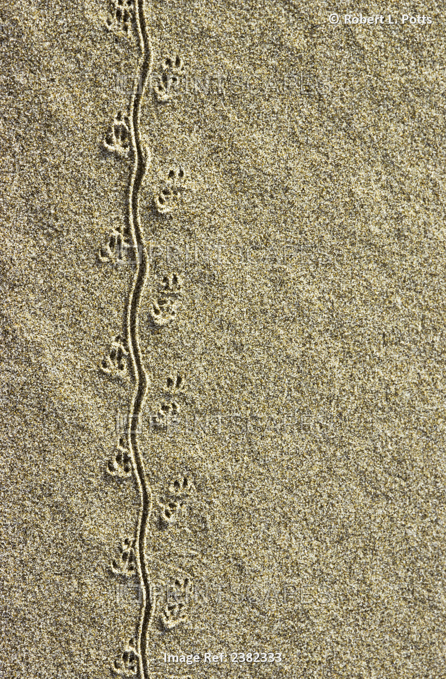 A Mouse Leaves Tracks In The Sand; Lakeside, Oregon, United States Of America