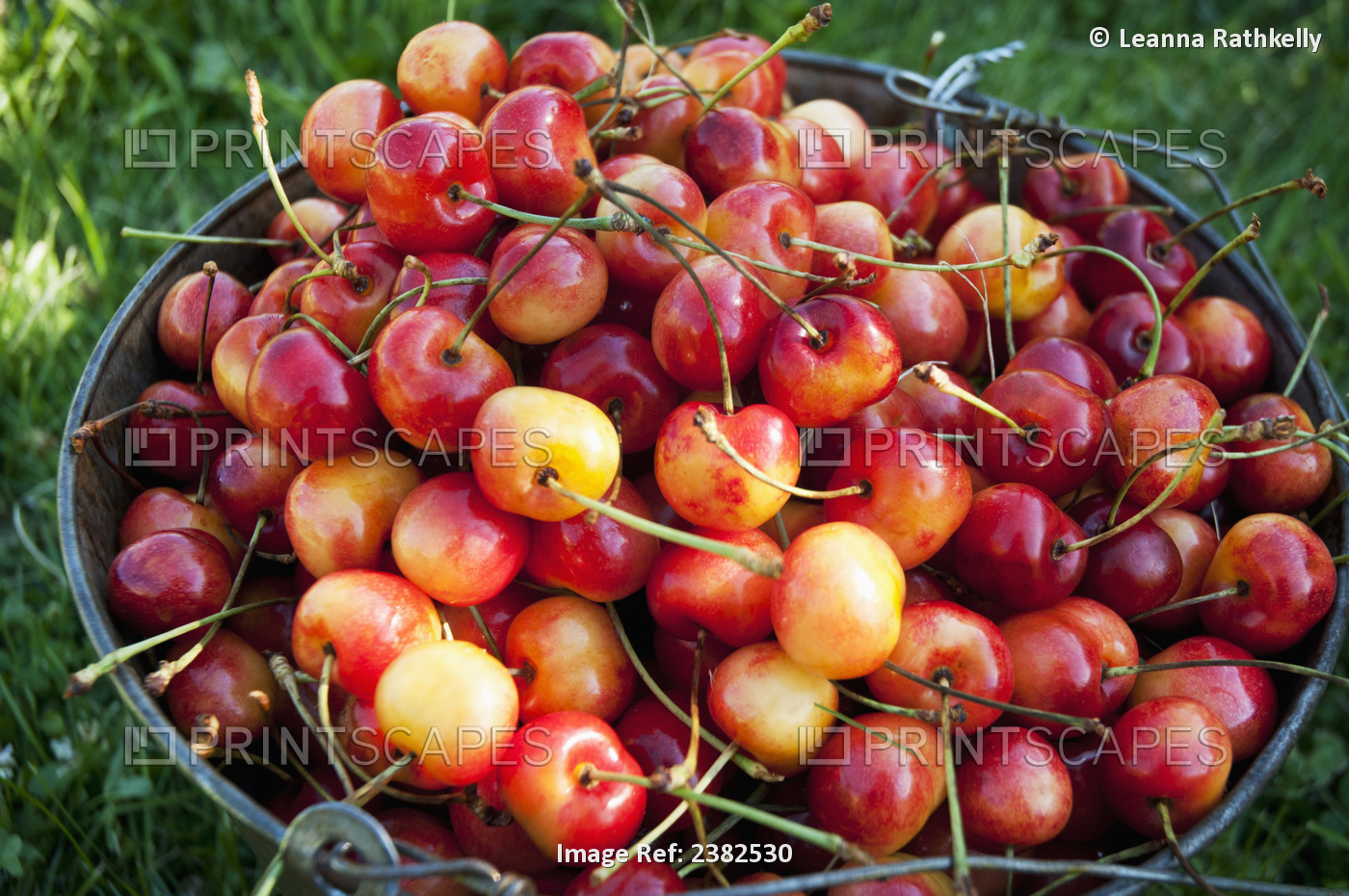 A Bucket Of Ripe Ranier Cherries Are Freshly Picked In The Okanagan; British ...