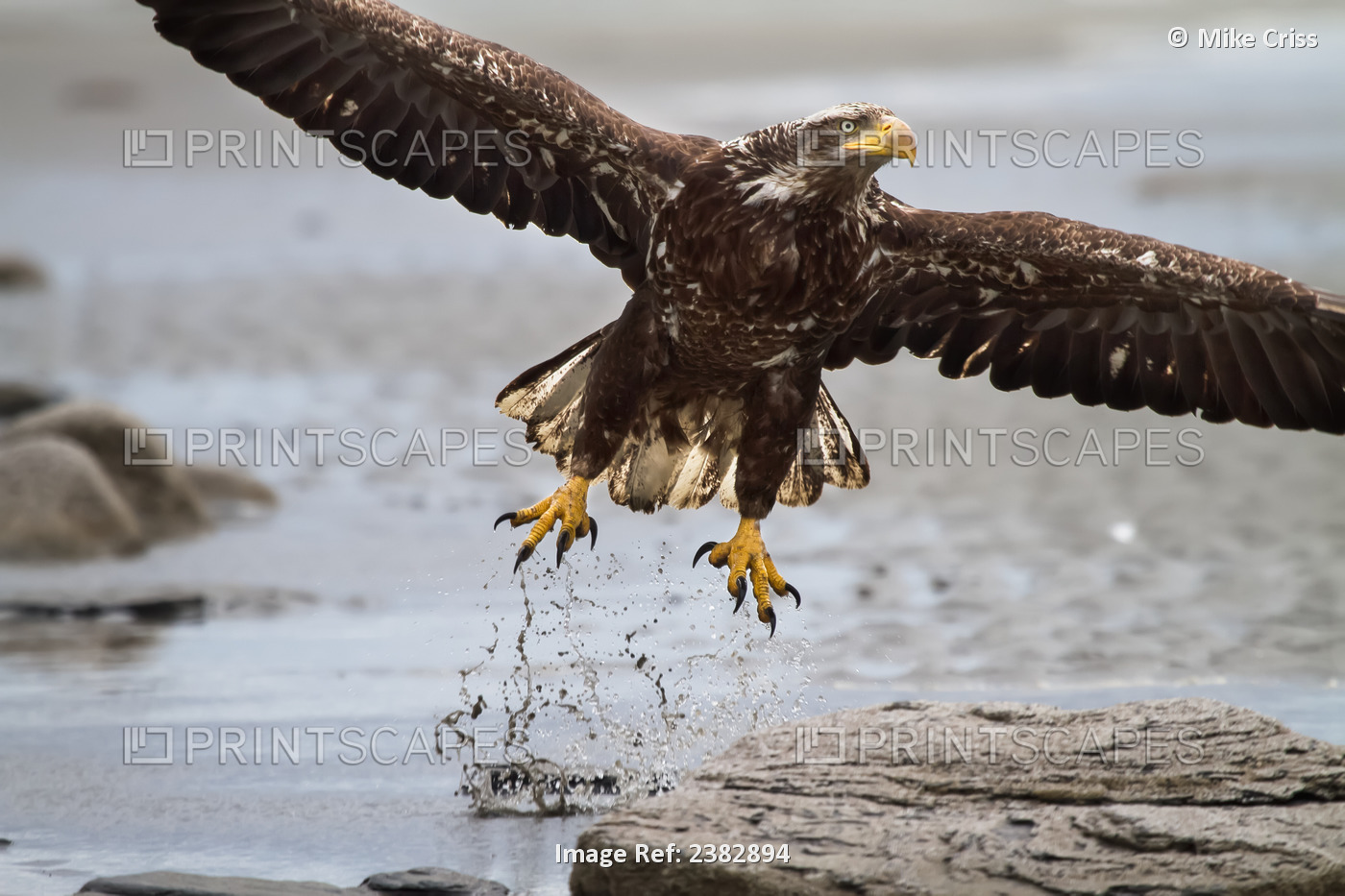 Immature Bald Eagle Taking Off From A Beach Near Deep Creek, Kenai Peninsula, ...