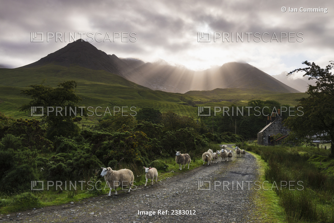 Sheep Walking Along A Road Early In The Morning With The Rising Sun Behind The ...