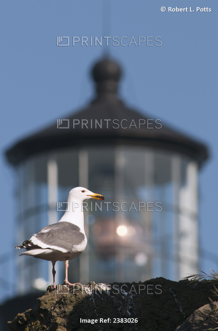 A Western Gull (Larus Occidentalis) Perches On A Cliff At Yaquina Head; ...