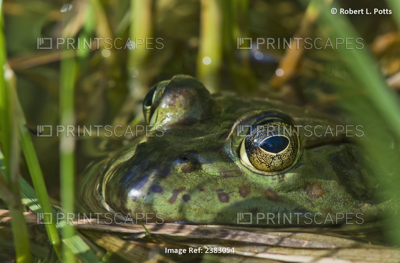 A Bullfrog (Lithobates Catesbeianus) Rests In A Pond; Astoria, Oregon, United ...