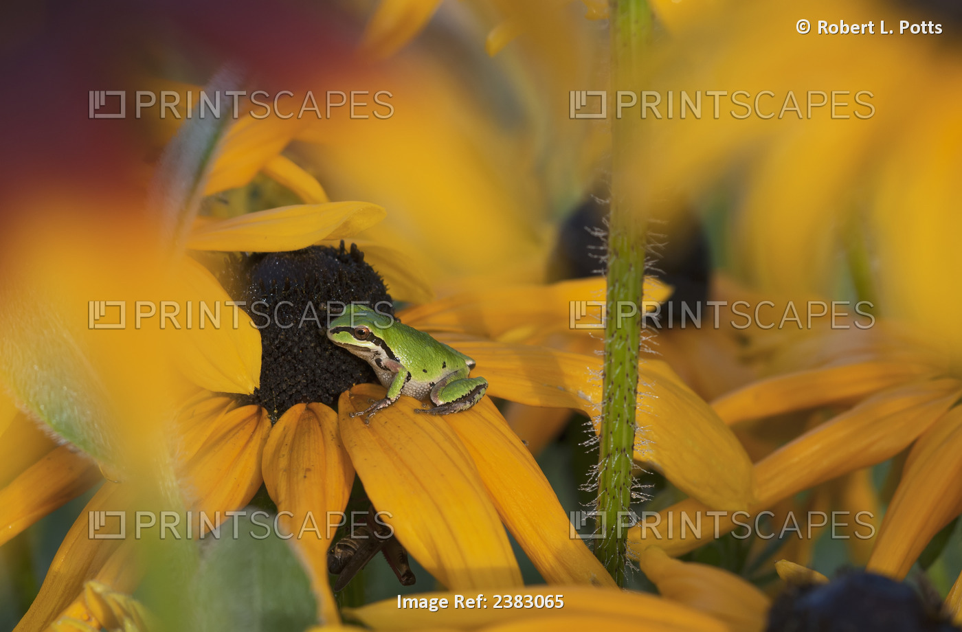 A Pacific Treefrog Looks For Flies On Black-Eyed Susan Blossoms; Astoria, ...