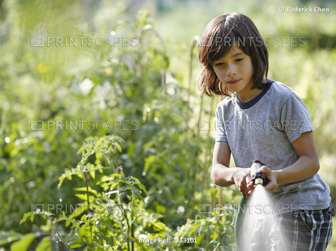 A Young Boy Watering An Urban Community Garden; Montreal, Quebec, Canada