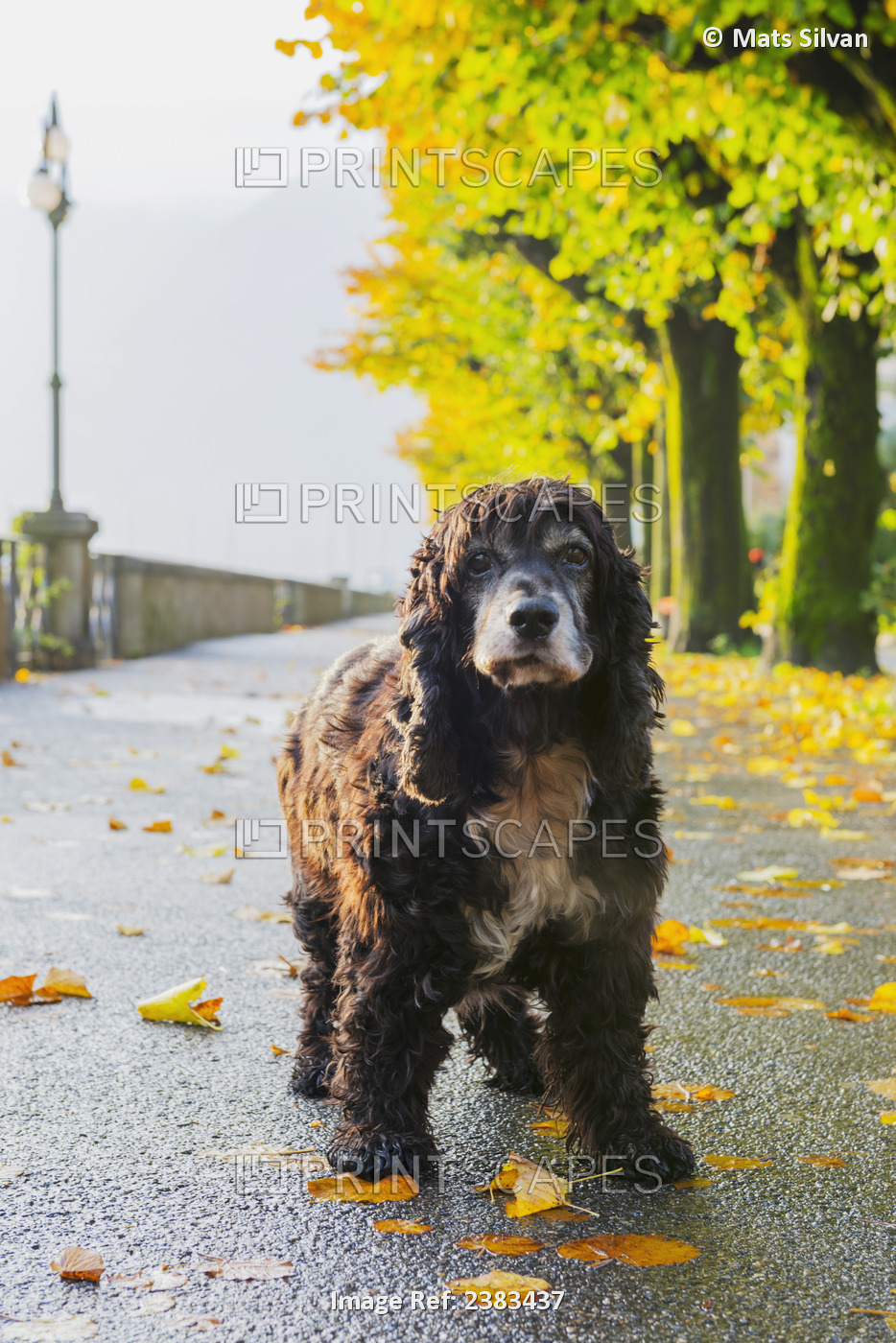 Portrait Of A Dog Standing On A Wet Path In Autumn; Locarno, Ticino, Switzerland