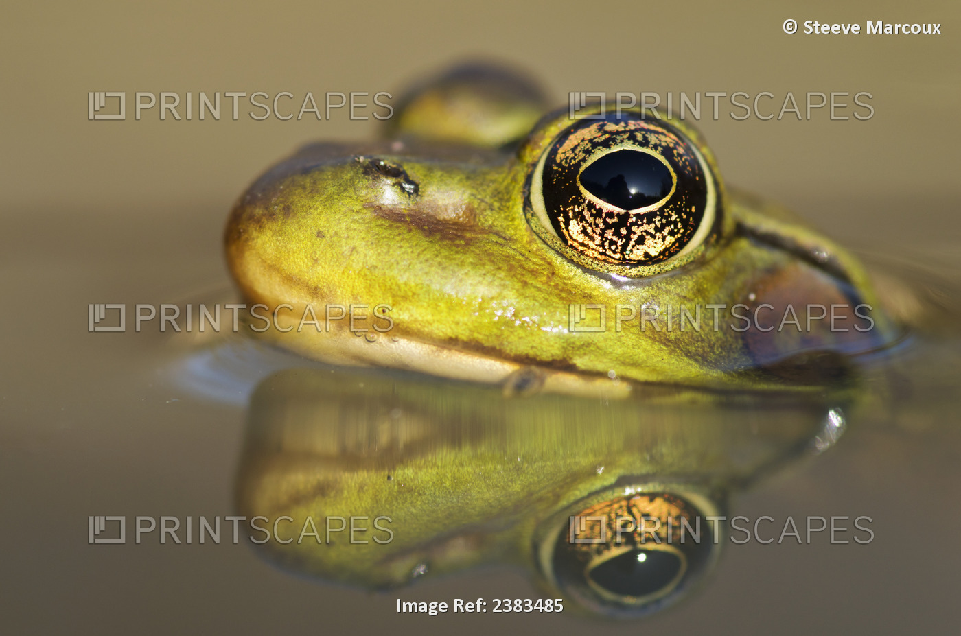 Close-Up Of Green Frog Partially Submerged In Water; Vaudreuil, Quebec, Canada