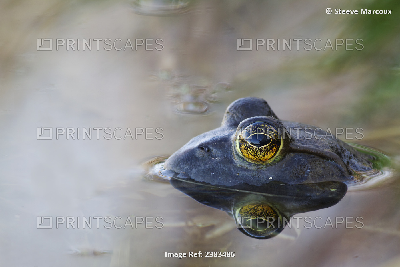 Close-Up Of American Bullfrog Partially Submerged In Water; Les Cedres, Quebec, ...