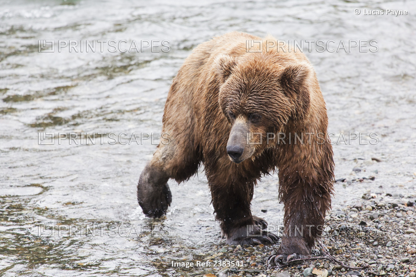 Grizzly Bear (Ursus Arctos) Fishing For Sockeye Salmon At Brooks Falls In ...