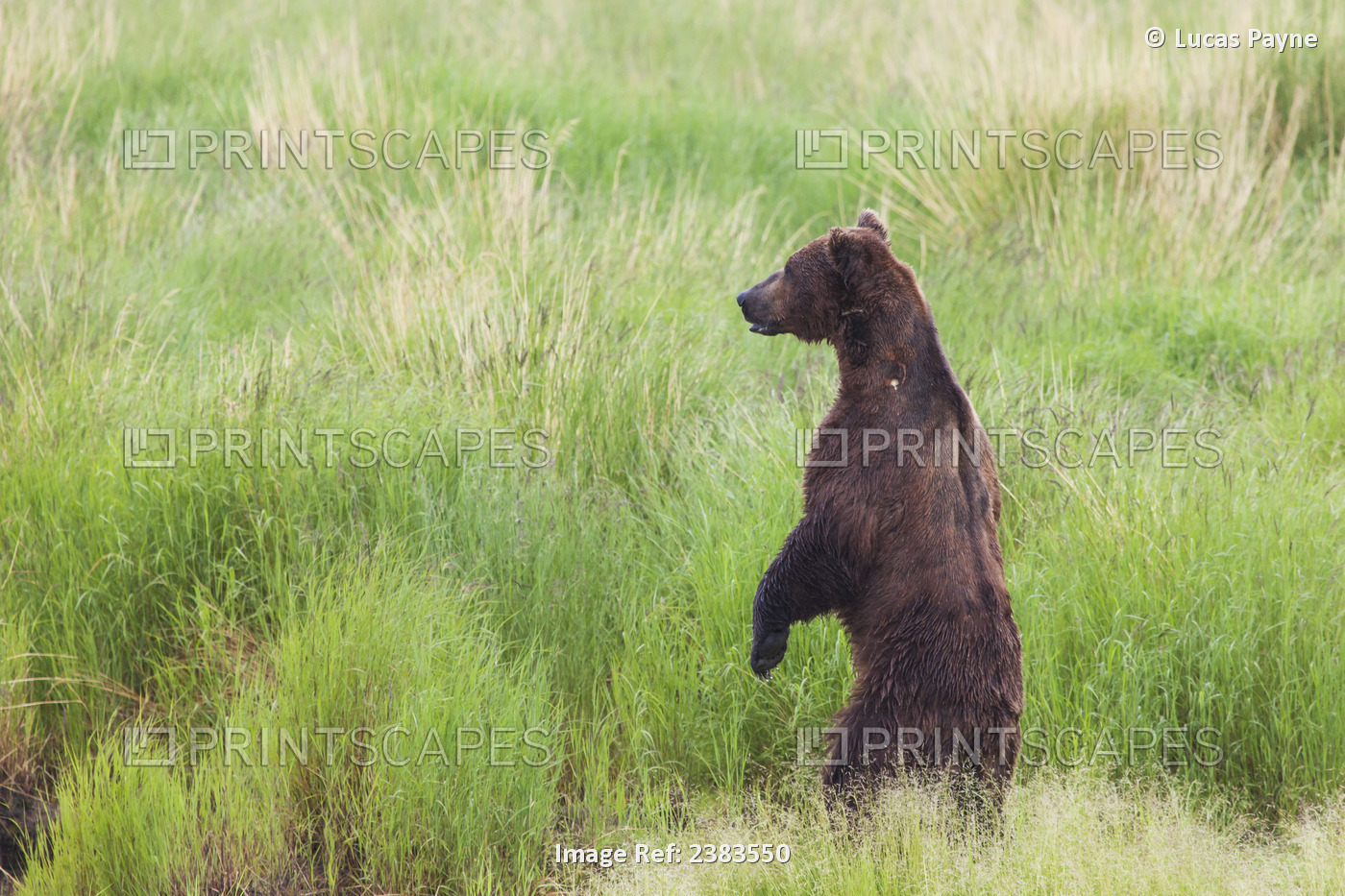 Grizzly Bear (Ursus Arctos) Standing On It's Hind Legs To Get A View Above The ...