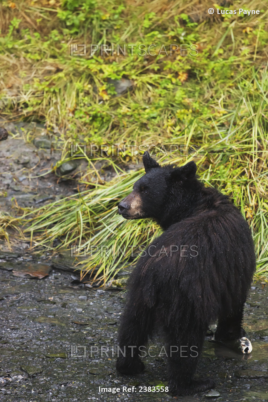Black Bear (Ursus Americanus) Feeding On Pink Salmon Along Dayville Road; ...