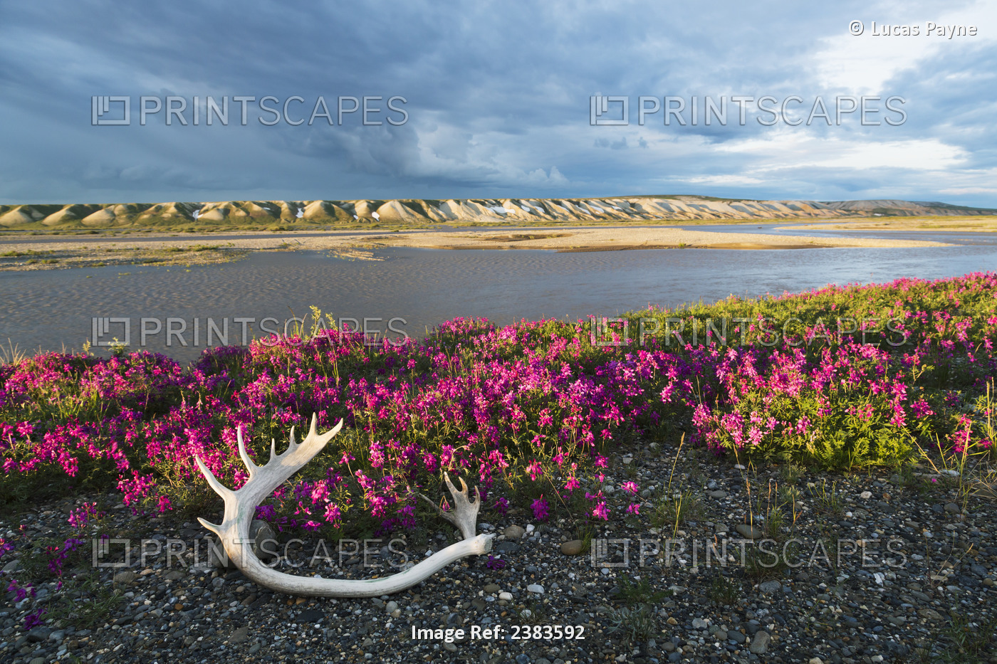 Dwarf Fireweed And A Caribou Antler Laying On The Tundra Along The ...