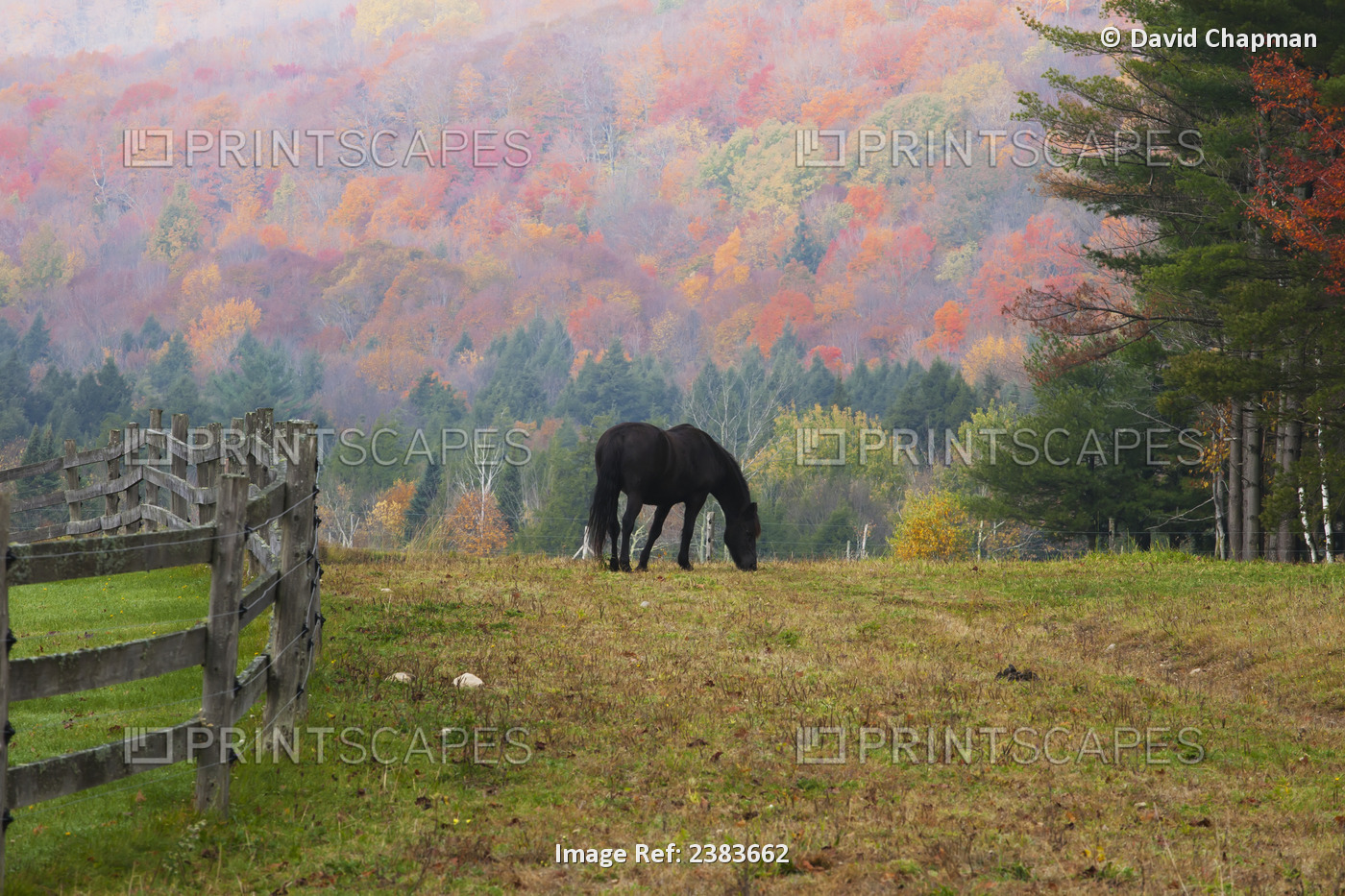 Horse grazing in early morning light and fog in autumn; Iron Hill, Quebec, ...
