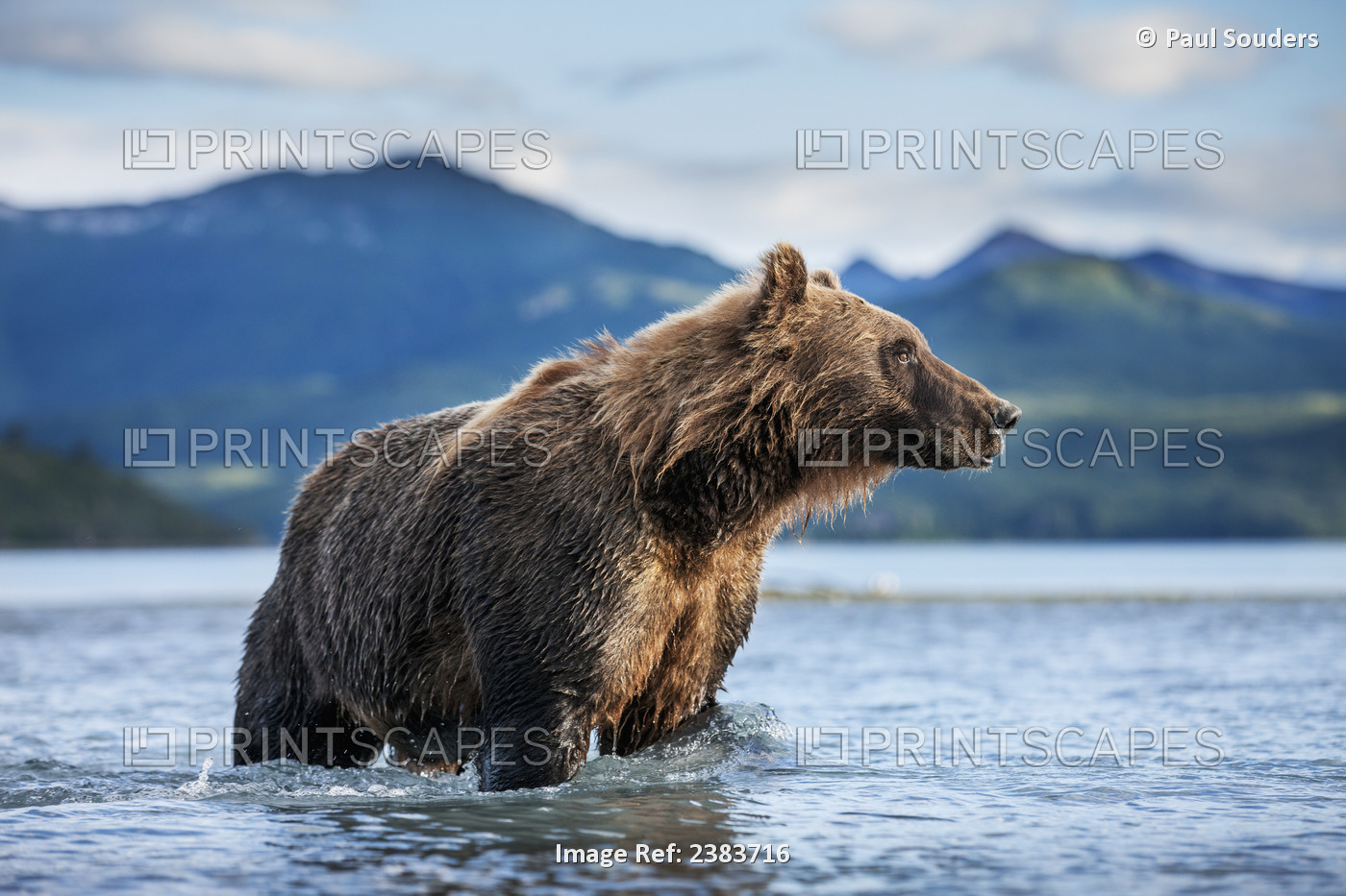 Coastal Brown Bear (Ursus Arctos) Standing In Salmon Spawning Stream By Kukak ...