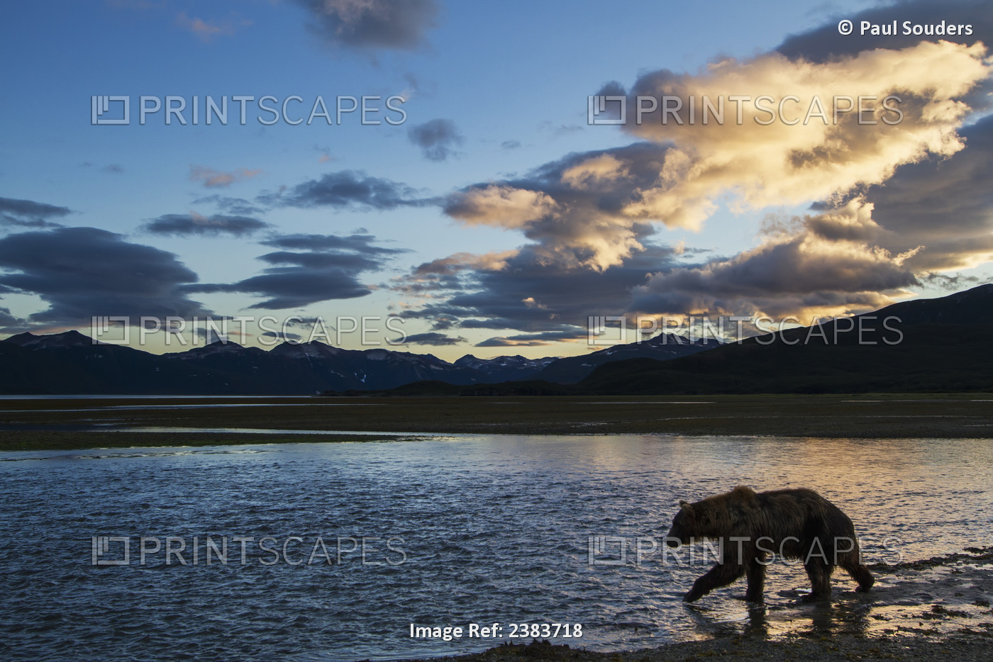 Coastal Brown Bear (Ursus Arctos) Walks Along Salmon Spawning Stream At Sunset ...