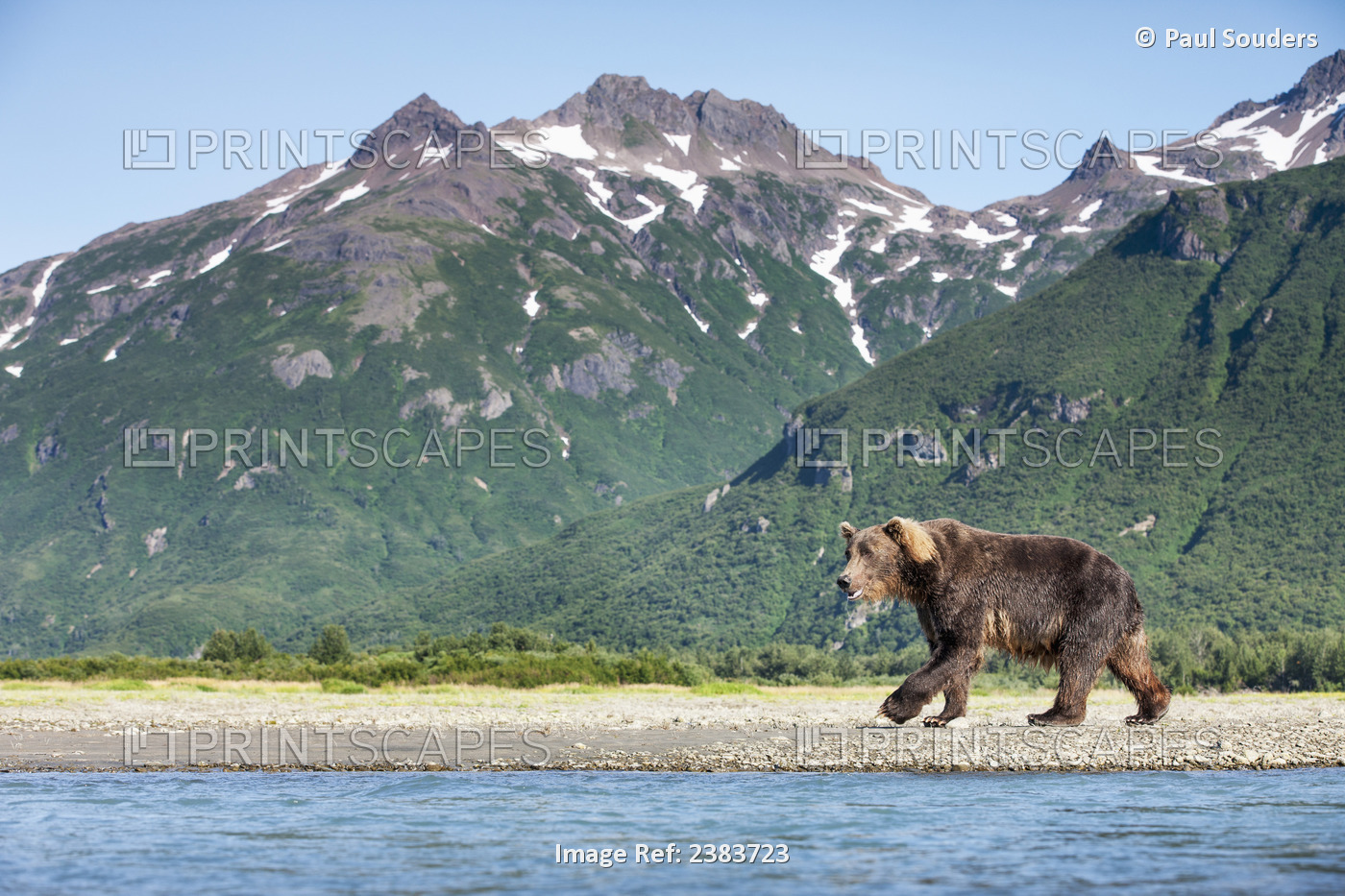 Coastal Brown Bear (Ursus Arctos) Walking Beneath Mountain Peaks Along Kukak ...