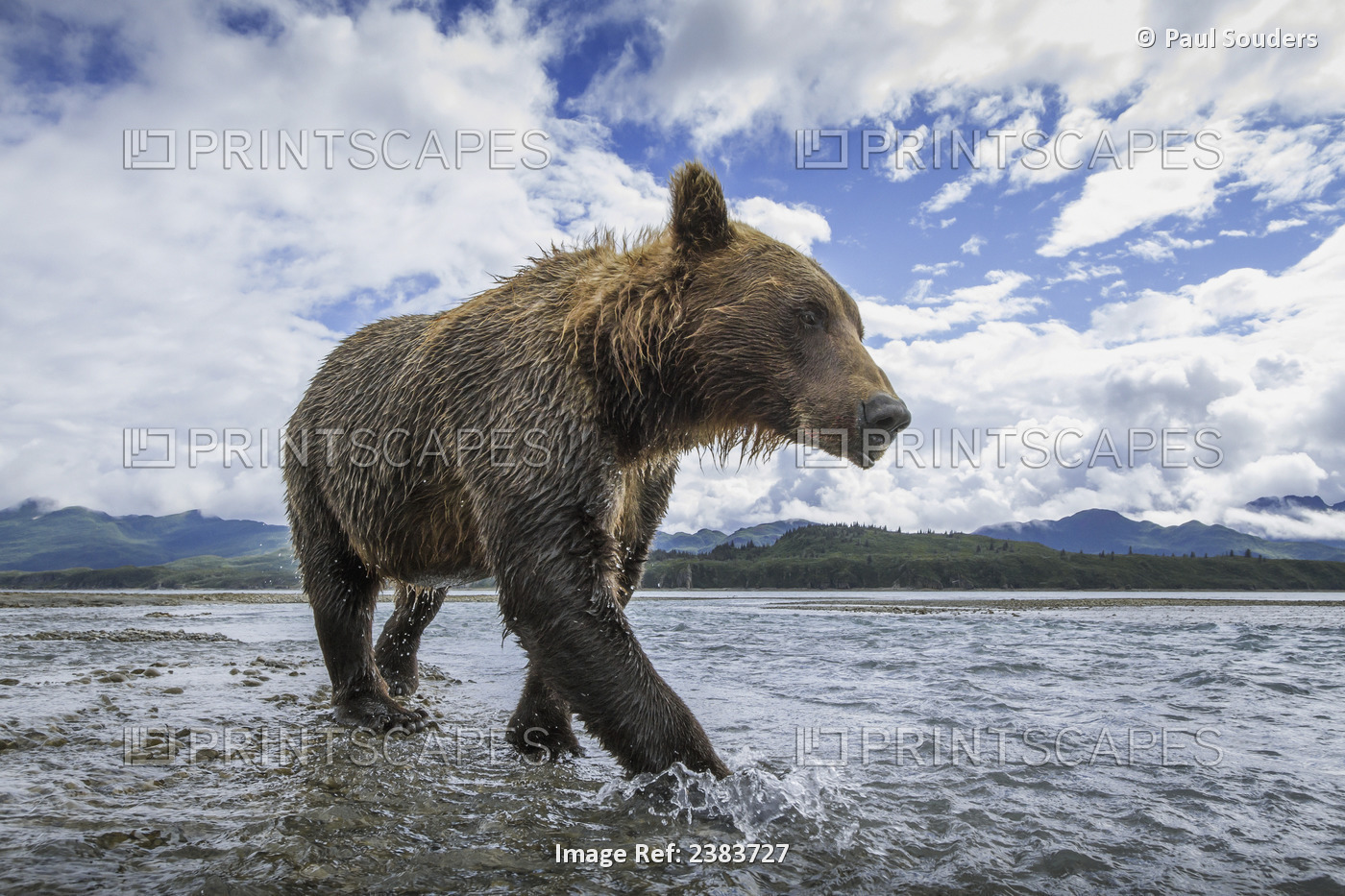 Wide Angle View Of Coastal Brown Bear (Ursus Arctos) Walking Along Salmon ...