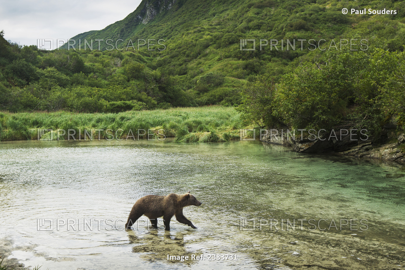 Coastal Brown Bear (Ursus Arctos) Walking Through Spawning Salmon Stream Along ...