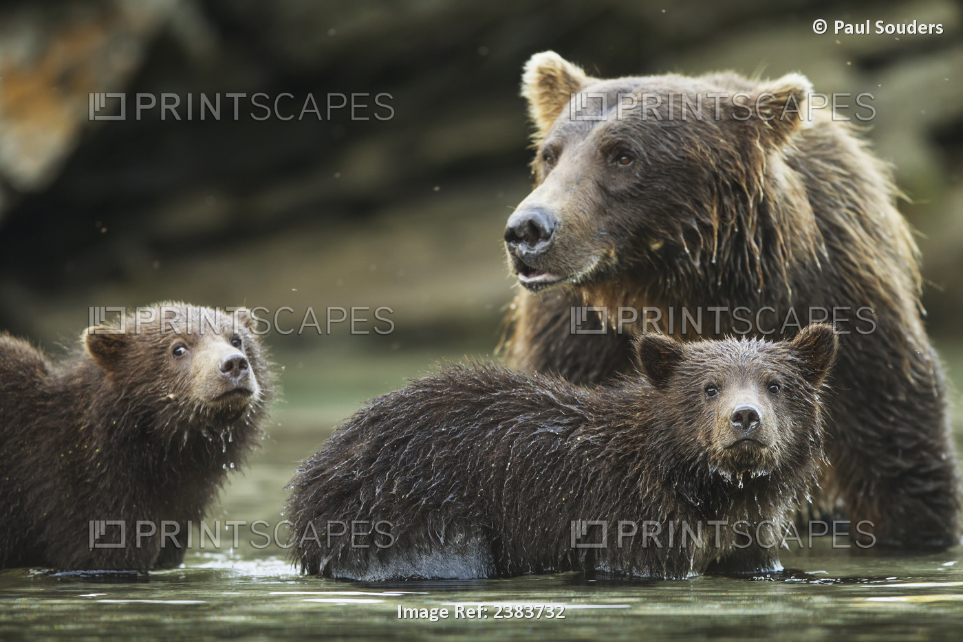 Coastal Brown Bear Spring Cubs (Ursus Arctos) And Mother In Salmon Spawning ...