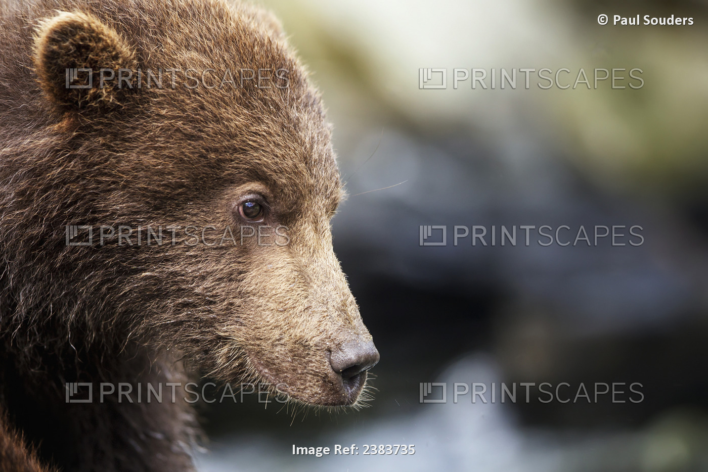 Close-Up Portrait Of Coastal Brown Bear Spring Cub (Ursus Arctos) On Rocks ...