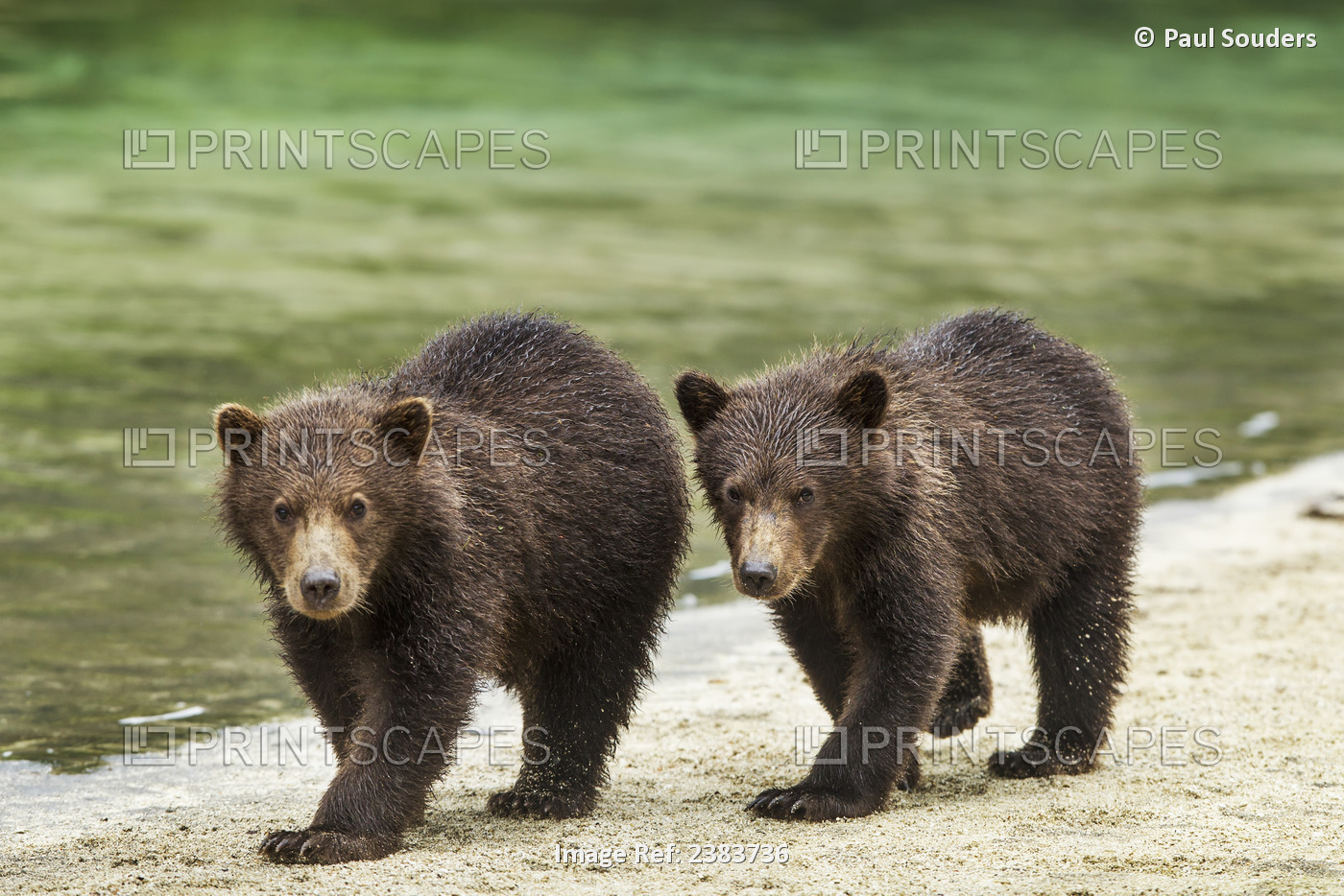 Two Coastal Brown Bear Spring Cubs (Ursus Arctos) Walking Along Salmon Stream ...