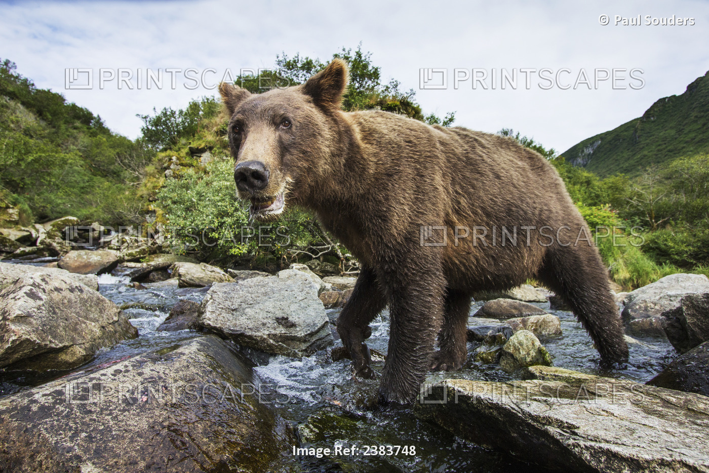 Close-Up View Of Coastal Brown Bear (Ursus Arctos) Fishing For Spawning Salmon ...