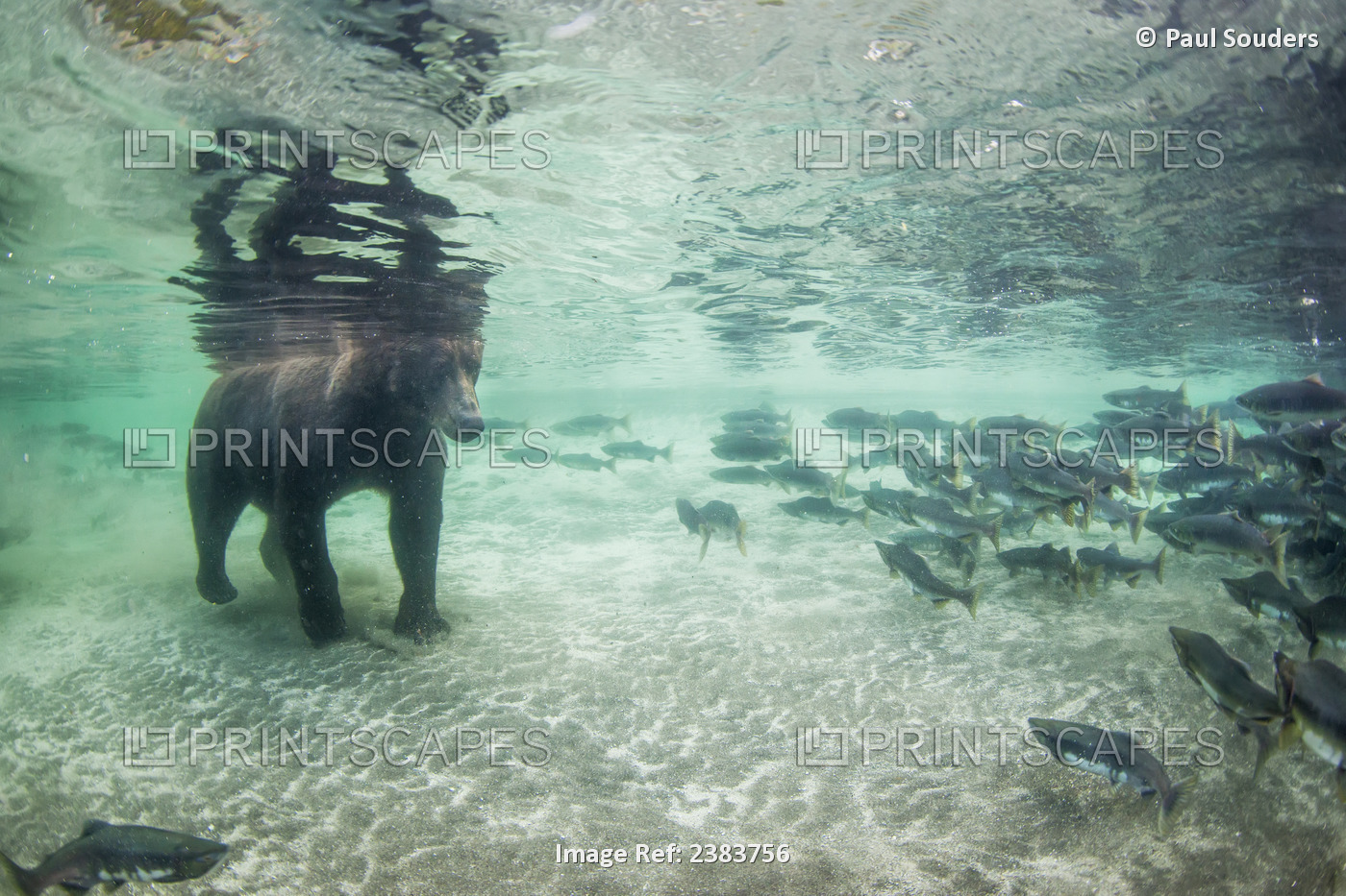 Underwater View Of Coastal Brown Bear (Ursus Arctos) Fishing For Spawning ...