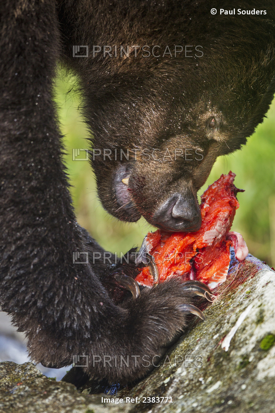 Coastal Brown Bear (Ursus Arctos) Feeding On Red Salmon (Oncorhynchus Nerka) ...