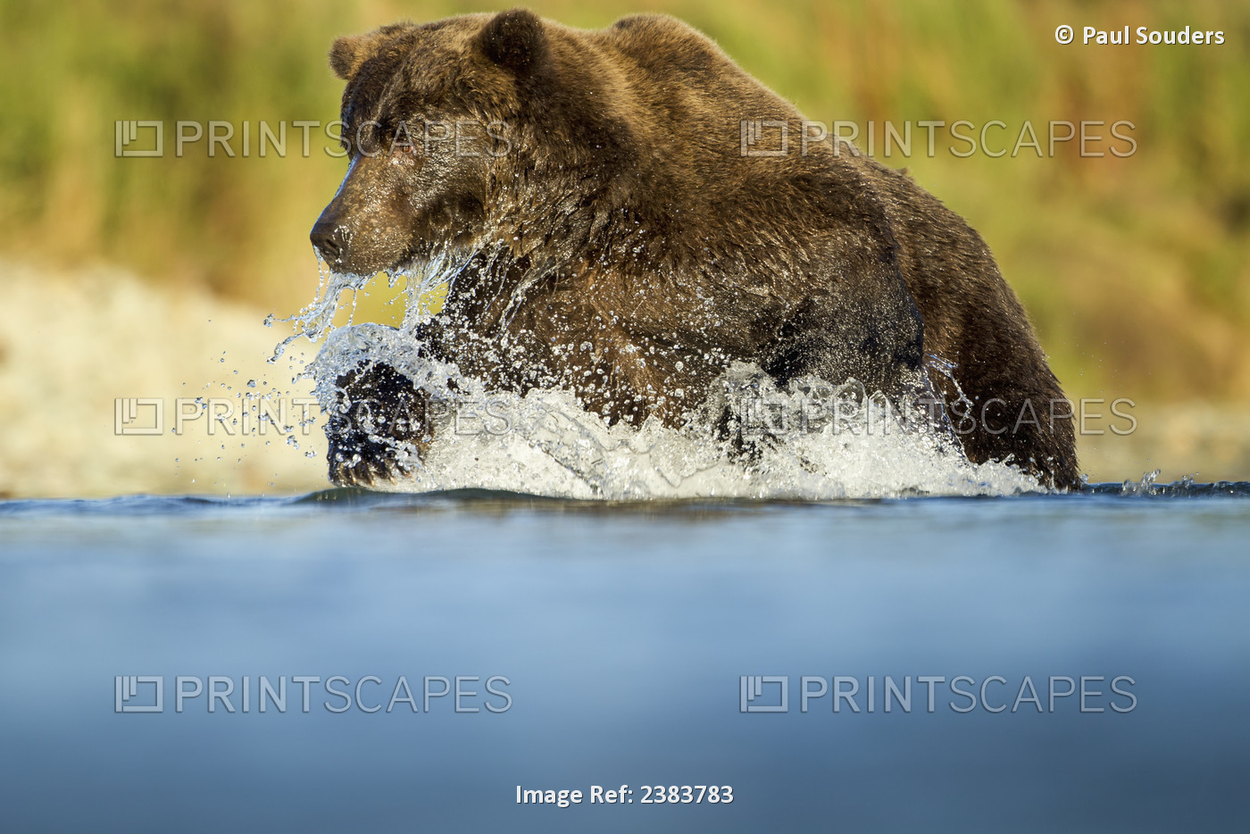 Adult Male Coastal Brown Bear (Ursus Arctos) Fishing In Salmon Spawning Stream ...
