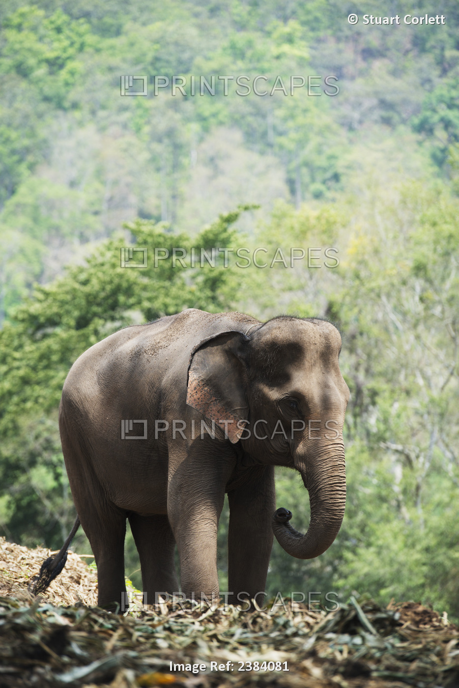 Baby Elephant; Chiang Mai, Thailand