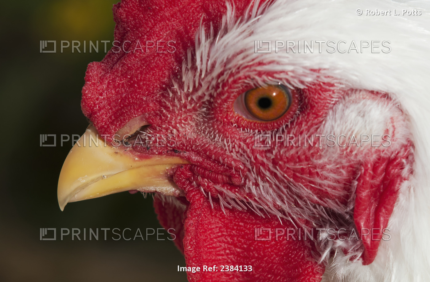 A Rooster Shows His Best Side; Astoria, Oregon, United States Of America
